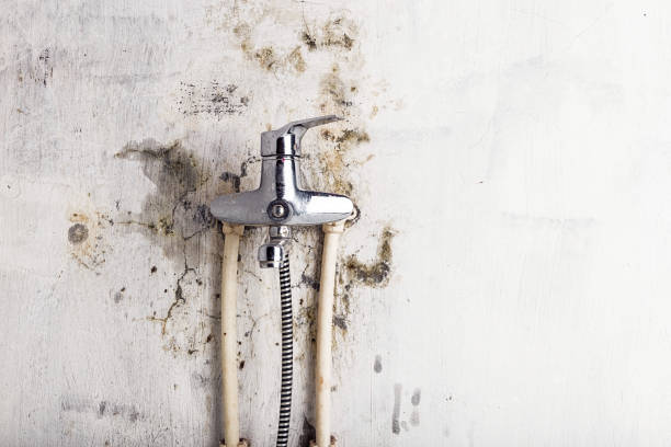 Best Office Mold Removal Services  in Weatogue, CT