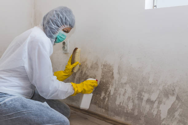 Best Professional Mold Removal  in Weatogue, CT