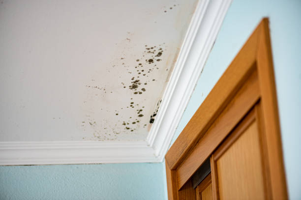Home Mold Removal in Weatogue, CT