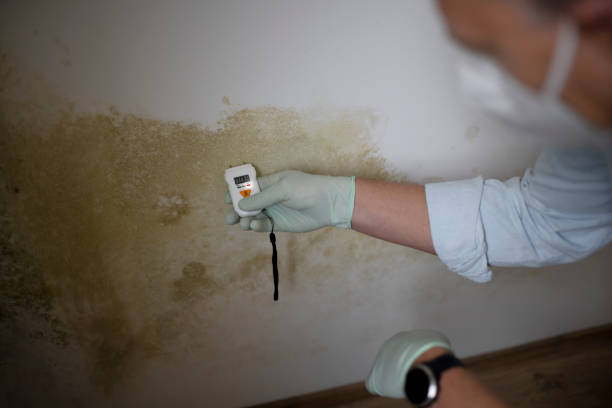 Best Certified Mold Removal  in Weatogue, CT