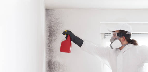 Best Attic Mold Removal  in Weatogue, CT