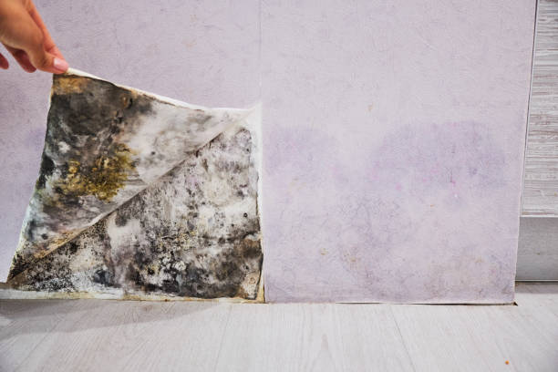 Best Black Mold Removal  in Weatogue, CT